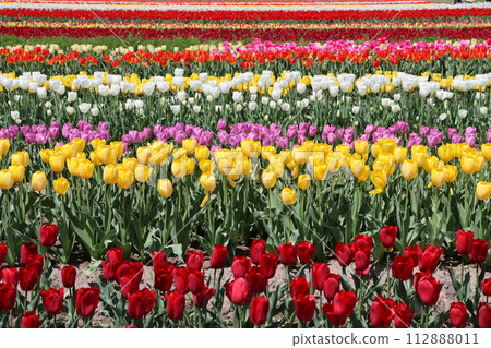 Tourist spot bustling with tulip festivals - Ichi 112888011