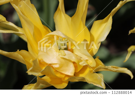 Tulip-9 that you can easily enjoy at home Tulip-9 that you can easily enjoy at home 112888014