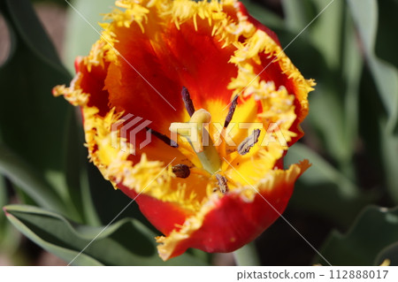 在家也能輕鬆享用的Tulip-6 在家也能輕鬆享用的Tulip-6 112888017