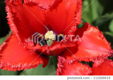 在家也能輕鬆享用的Tulip-5 112888018