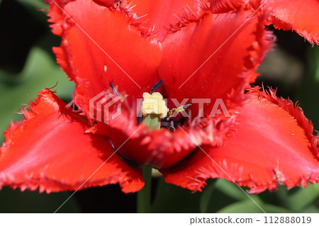 在家也能輕鬆享用的Tulip-4 在家也能輕鬆享用的Tulip-4 112888019