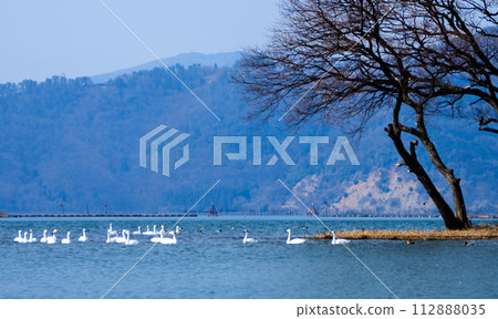 Lake scene with several tundra swans swimming near a floating island with mountains in the background Lake scene with several tundra swans swimming near a floating island with mountains in the background 112888035
