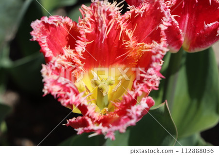 鬱金香 2 有著引人注目的七彩花朵 112888036