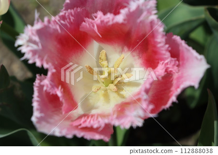 Tulip Ichi, with its eye-catching colorful flowers Tulip Ichi, with its eye-catching colorful flowers 112888038