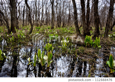 石∆市真別濕的臭白菜群落 112888476
