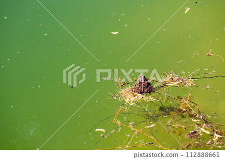 Frog in water Frog in water 112888661