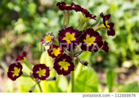 Primula flowers in the garden 112888676