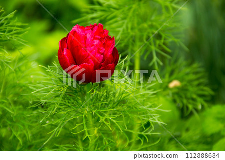 Red peony flower (Paeonia tenuifolia) Red peony flower (Paeonia tenuifolia) 112888684