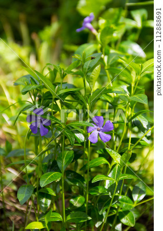 Blue periwinkle (vinca minor) 112888691
