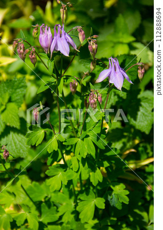 Delicate columbine flower (Aquilegia vulgaris) in garden Delicate columbine flower (Aquilegia vulgaris) in garden 112888694