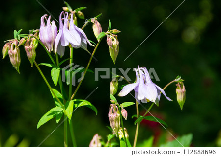 Delicate columbine flower (Aquilegia vulgaris) in garden 112888696