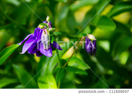Delicate columbine flower (Aquilegia vulgaris) in garden 112888697