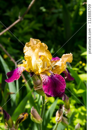 Beautiful iris flower on flowerbed in garden 112888709