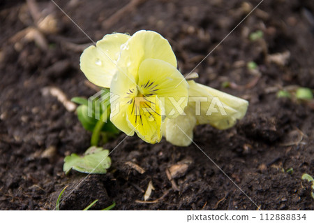 Yellow pansy flower (Viola tricolor) on flowerbed in garden 112888834