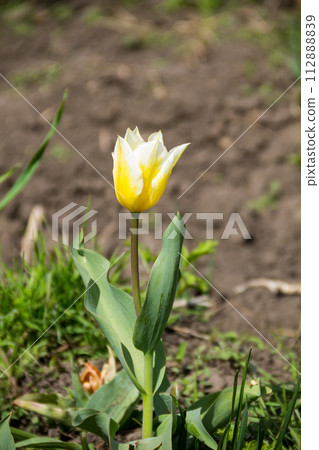 Yellow tulips on flowerbed in garden 112888839