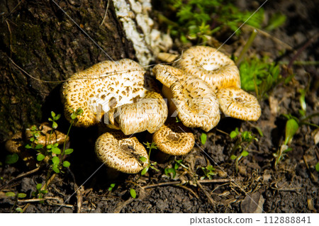 Mushrooms in forest 112888841