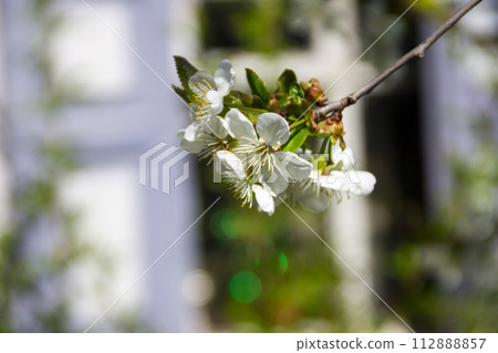 Detail of blossom cherry tree Detail of blossom cherry tree 112888857