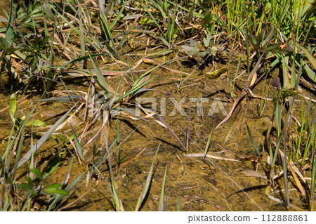 Marshland with algae in standing water Marshland with algae in standing water 112888861