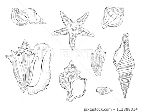 Seashell outline doodle vector hand drawn illustration. Isolated on white background. 112889014