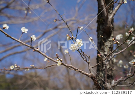 Plum blossoms in Okurayama Park plum grove in Yokohama City, Kanagawa Prefecture, Japan Plum blossoms in Okurayama Park plum grove in Yokohama City, Kanagawa Prefecture, Japan 112889117