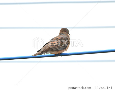 A turtledove resting comfortably 112889161