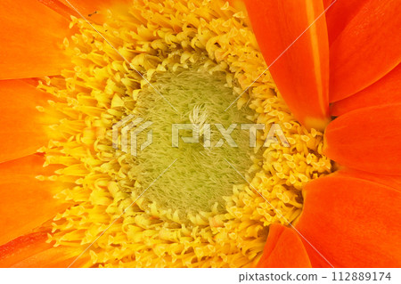 [Gerbera] (Depth synthesis) 112889174