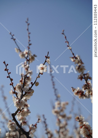 Plum blossoms in Okurayama Park plum grove in Yokohama City, Kanagawa Prefecture, Japan Plum blossoms in Okurayama Park plum grove in Yokohama City, Kanagawa Prefecture, Japan 112889443