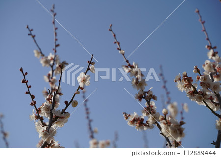 Plum blossoms in Okurayama Park plum grove in Yokohama City, Kanagawa Prefecture, Japan Plum blossoms in Okurayama Park plum grove in Yokohama City, Kanagawa Prefecture, Japan 112889444