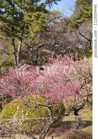 Plum blossoms in Okurayama Park plum grove in Yokohama City, Kanagawa Prefecture, Japan Plum blossoms in Okurayama Park plum grove in Yokohama City, Kanagawa Prefecture, Japan 112889446