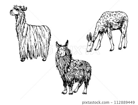 Hand drawn ink vector illustration, farm cattle wool animal, llama alpaca vicuna guanaco, South Central America. Set of objects isolated on white background. Design travel, vacation, brochure, print Hand drawn ink vector illustration, farm cattle wool animal, llama alpaca vicuna guanaco, South Central America. Set of objects isolated on white background. Design travel, vacation, brochure, print 112889449