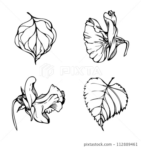 Hand drawn vector graphic ink illustration botanical flowers leaves. Sweet everlasting pea, vetch bindweed legume tendrils. Single element isolated white background. Design wedding, cards, floral shop Hand drawn vector graphic ink illustration botanical flowers leaves. Sweet everlasting pea, vetch bindweed legume tendrils. Single element isolated white background. Design wedding, cards, floral shop 112889461