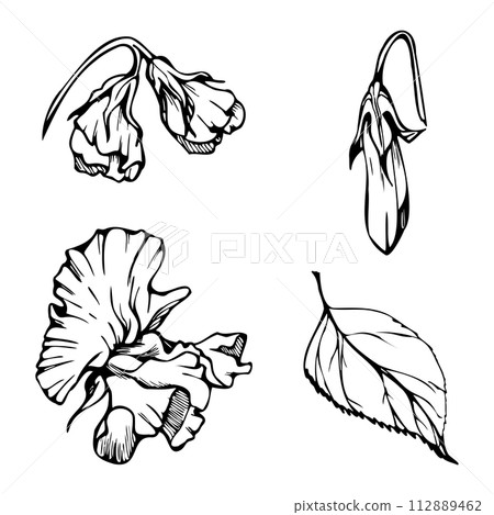 Hand drawn vector graphic ink illustration botanical flowers leaves. Sweet everlasting pea, vetch bindweed legume tendrils. Single element isolated white background. Design wedding, cards, floral shop 112889462