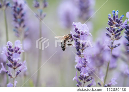 Honey bee pollinates lavender flowers. Plant decay with insects., sunny lavender. Lavender flowers in field. Soft focus, Close-up macro image wit blurred background. 112889488
