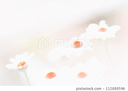 When the slender small chrysanthemums bloom with white petals When the slender small chrysanthemums bloom with white petals 112889596