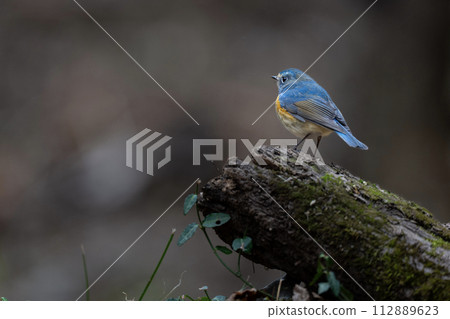 Blue-bellied flycatcher perching on a fallen moss-covered tree Blue-bellied flycatcher perching on a fallen moss-covered tree 112889623