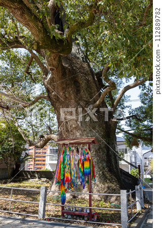 山王神社被原子彈轟炸的樟樹【長崎縣長崎市】 112889782