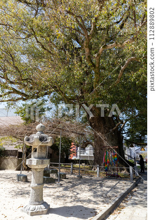 A-bombed camphor tree at Sanno Shrine [Nagasaki City, Nagasaki Prefecture] 112889802
