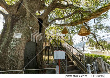山王神社被原子彈轟炸的樟樹【長崎縣長崎市】 山王神社被原子彈轟炸的樟樹【長崎縣長崎市】 112889810