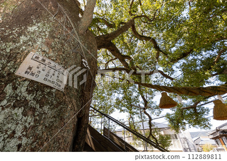 山王神社被原子彈轟炸的樟樹【長崎縣長崎市】 山王神社被原子彈轟炸的樟樹【長崎縣長崎市】 112889811
