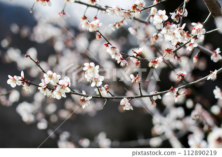 梅花 112890219
