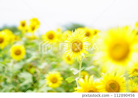 向著太陽 向著太陽 112890456