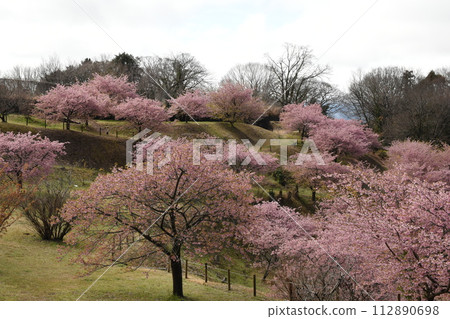 Early blooming cherry blossoms in Ooiyumenosato Early blooming cherry blossoms in Ooiyumenosato 112890698