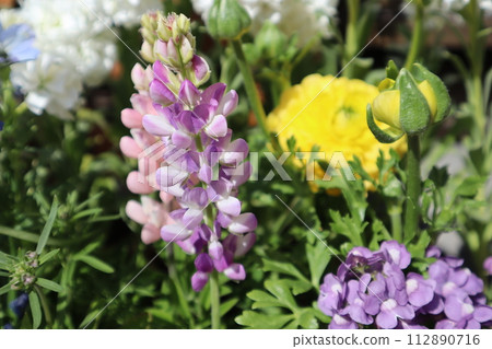 Purple lupine flower 112890716