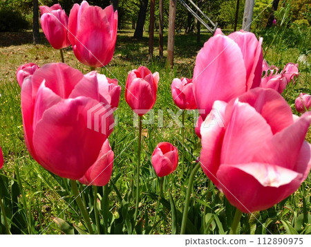 盛開的紅色鬱金香 盛開的紅色鬱金香 112890975