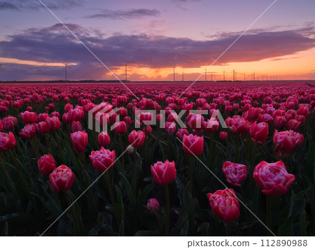 Netherlands. A field of tulips during sunset. Rows on the field. Netherlands. A field of tulips during sunset. Rows on the field. 112890988