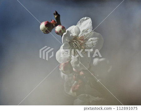 預示春天的白梅花 112891075