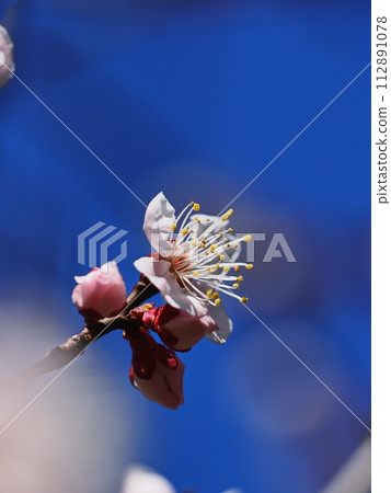 Red plum blossoms telling the coming of spring Red plum blossoms telling the coming of spring 112891078