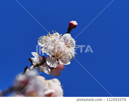 Red plum blossoms telling the coming of spring Red plum blossoms telling the coming of spring 112891079