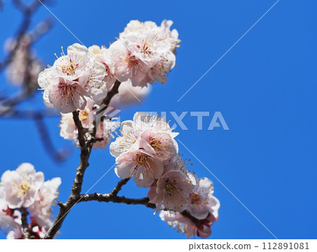 紅梅花告訴春天的到來 紅梅花告訴春天的到來 112891081