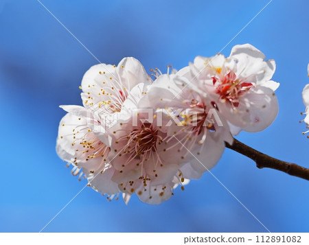 Red plum blossoms telling the coming of spring Red plum blossoms telling the coming of spring 112891082